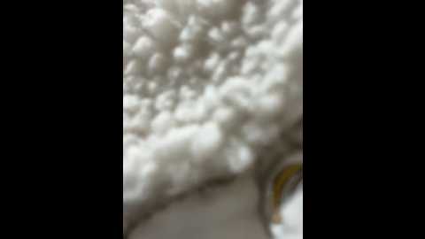 _angelari_ @ stripchat on 20241108