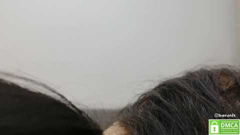 baeasian @ stripchat on 20241122