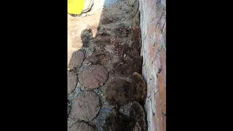 indiankanak @ stripchat on 20241124