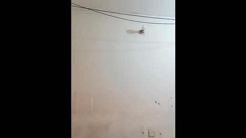 tishani @ stripchat on 20241126