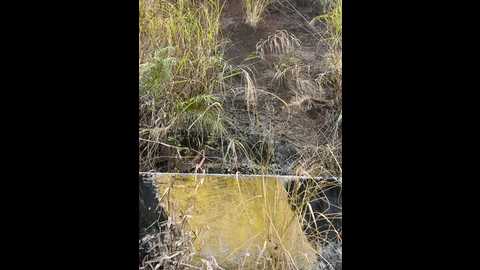 xiaoyusan @ stripchat on 20241128