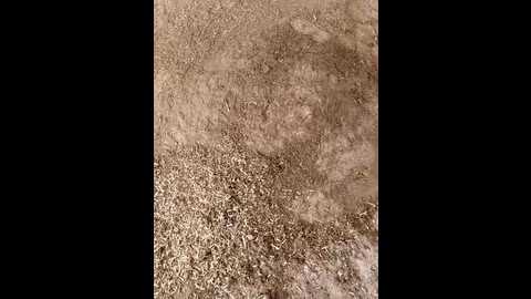 indiankanak @ stripchat on 20241129