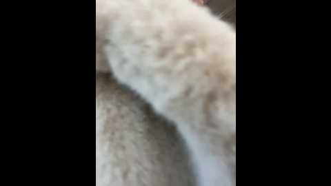 angelinateller @ stripchat on 20241203