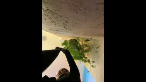 accole @ stripchat on 20241208