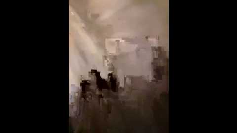 kittecat @ stripchat on 20241218