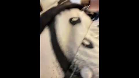 baby__naughty @ stripchat on 20250530