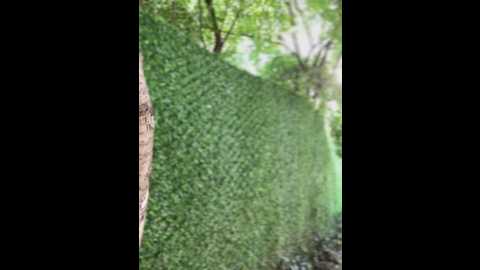 didihairypussy @ stripchat on 20250603