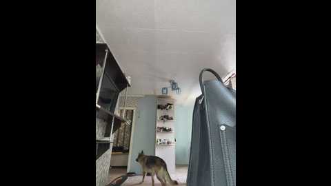 mirareach @ stripchat on 20250603