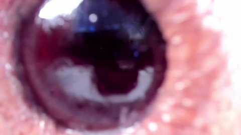 nikkahotx @ stripchat on 20250622