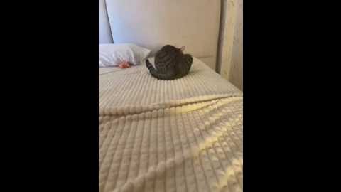 cutefathima @ stripchat on 20250625