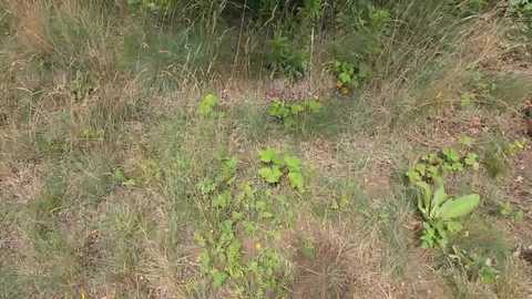 purenaturehaze @ stripchat on 20250627