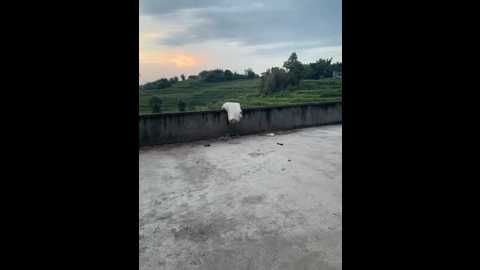 sisi_6 @ stripchat on 20250706