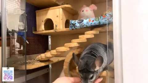 sweetsakurajane @ stripchat on 20250718