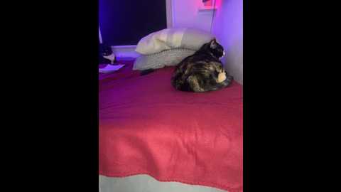 sexyhoneycake @ stripchat on 20250724