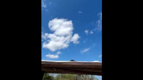 marina_ @ stripchat on 20250819