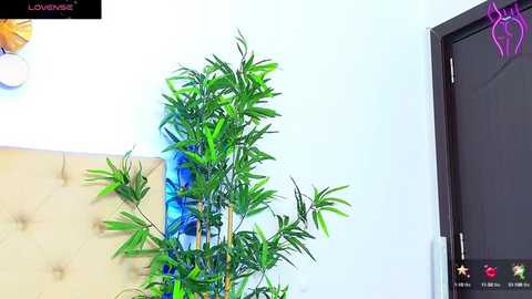 coravex @ stripchat on 20250917