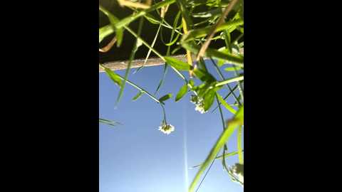 mirareach @ stripchat on 20250926