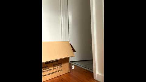 demure_whore @ stripchat on 20251003