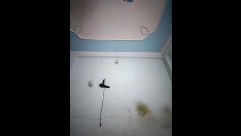 roohi_sexy @ stripchat on 20251004