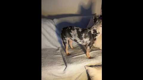 secretbellauk @ stripchat on 20251016