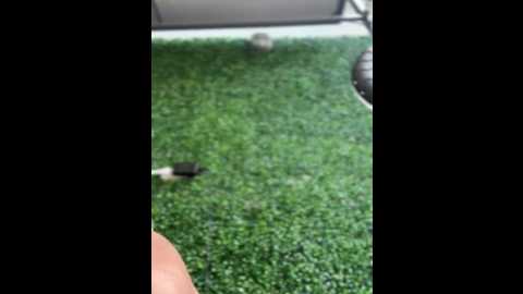 sweetiesinxxx @ stripchat on 20251018