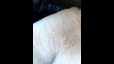 alimela @ stripchat on 20251021