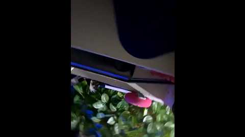 odettedelane @ stripchat on 20251021