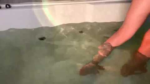 alissadreams @ stripchat on 20251027