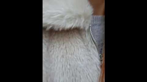 slimbellaa @ stripchat on 20251102