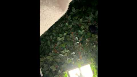 odettedelane @ stripchat on 20251108