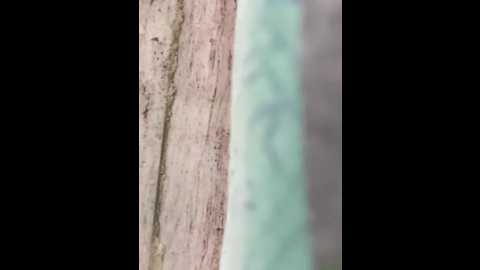 hot_plak @ stripchat on 20251119