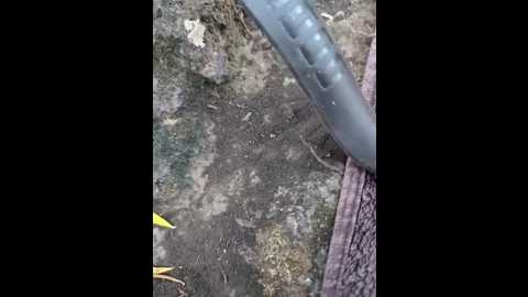 darkdea @ stripchat on 20251129