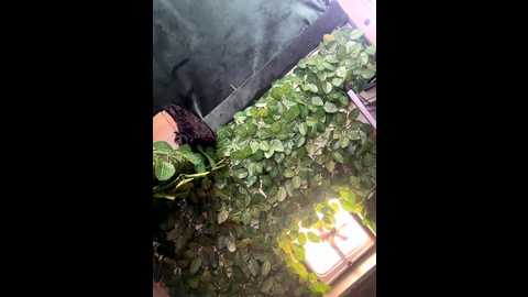 odettedelane @ stripchat on 20251129