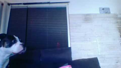 devilsangel13 @ stripchat on 20251130