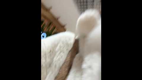 angelinateller @ stripchat on 20251201