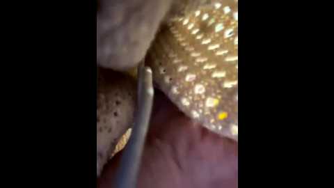 ronniekiss @ stripchat on 20251201