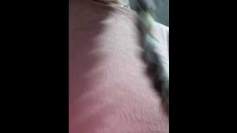 sweed_virgin_pussy @ stripchat on 20251201