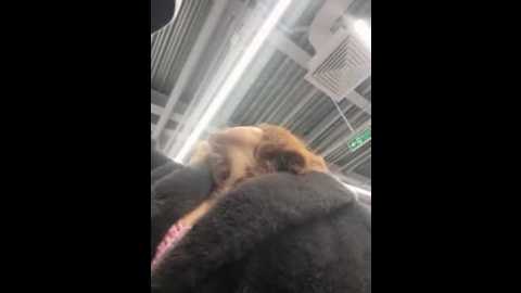 south_carolina @ stripchat on 20251204