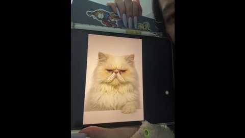 dd_52 @ stripchat on 20251205