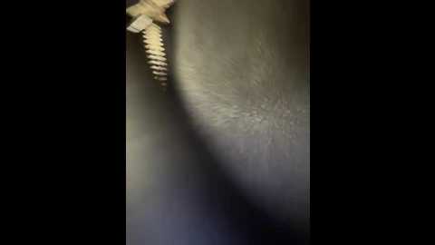 sunny___bunny @ stripchat on 20251207