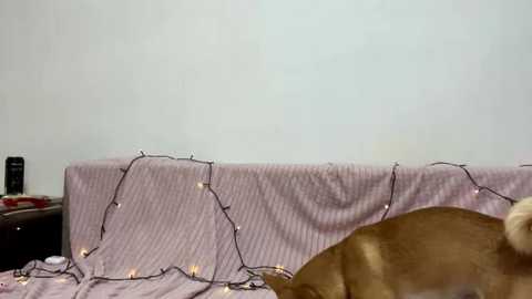 juice_berries @ stripchat on 20251212