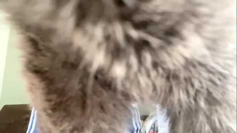 leifuture @ stripchat on 20251228