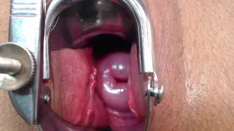 darliin_g @ stripchat on 20251230