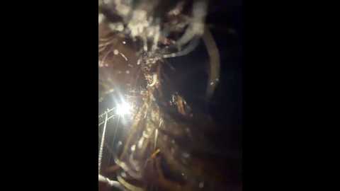 ninabigtitied @ stripchat on 20251231