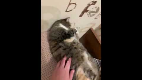 izabella_g @ stripchat on 20260104