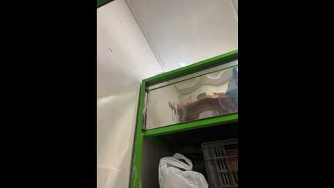 miia_jazmin @ stripchat on 20260113