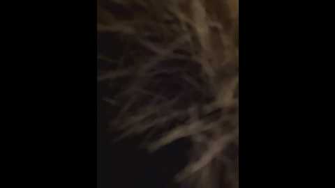 hani_obsessed @ stripchat on 20260115