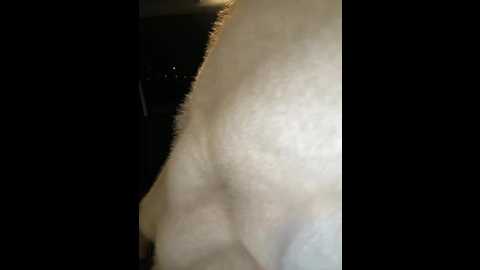 linjianvhai @ stripchat on 20260117