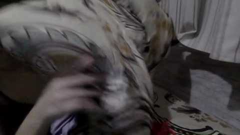 cami1996_ @ stripchat on 20260216