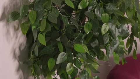 melanyruch @ stripchat on 20260217